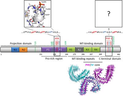 Phosphorylation and O-GlcNAcylation of the PHF-1 Epitope of Tau Protein Induce Local Conformational Changes of the C-Terminus and Modulate Tau Self-Assembly Into Fibrillar Aggregates